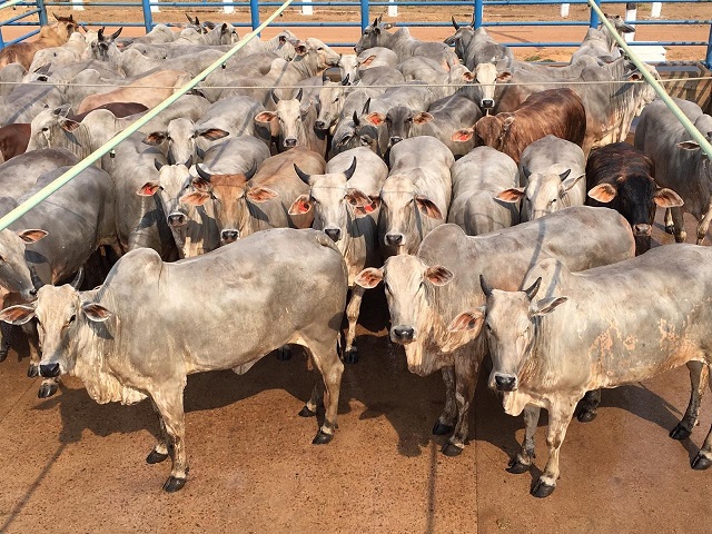 Com recorde de votação, lote de fazenda no MT vence disputa e segue até a decisão para melhor de outubro