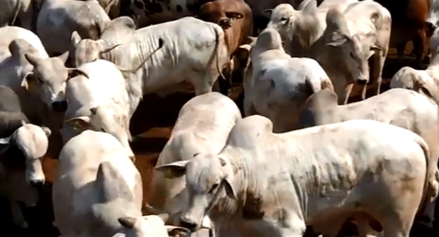 Fazenda cria sistema para antecipar adaptação dos bovinos ao confinamento