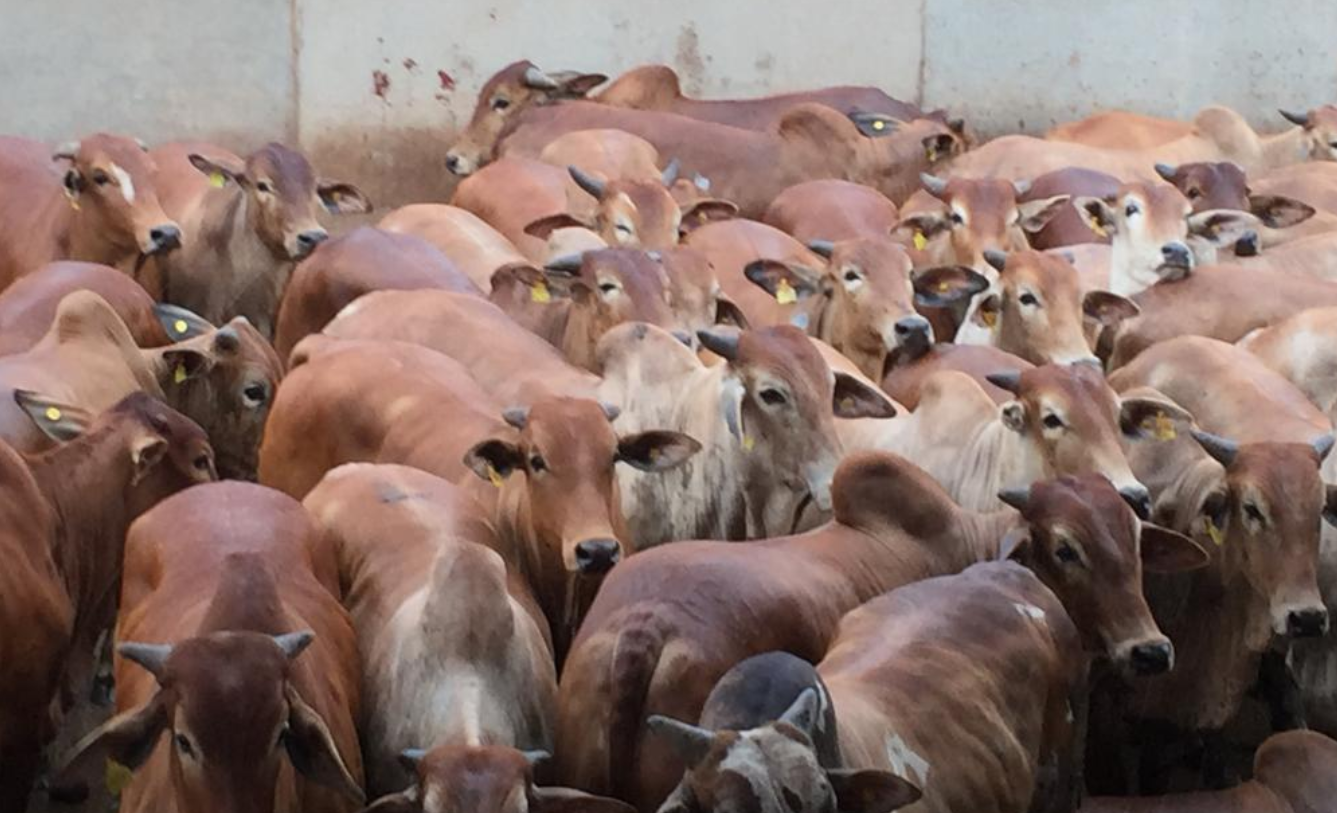 Lote de animais Sindi. Foto: Divulgação