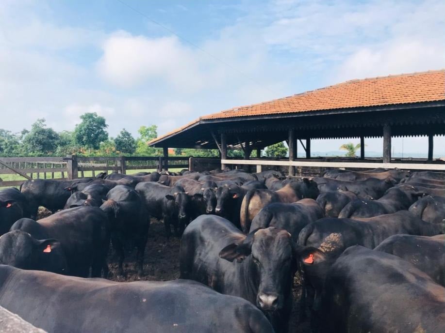 Giro do Dia: boiada Angus precoce terminada no cocho em fazenda de Rondônia