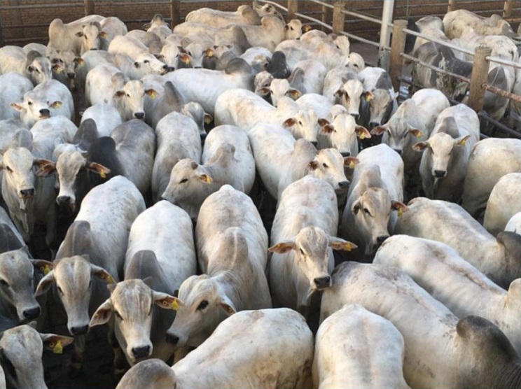 Rústico e produtivo com carne de qualidade, raça Nelore é “patrimônio nacional”