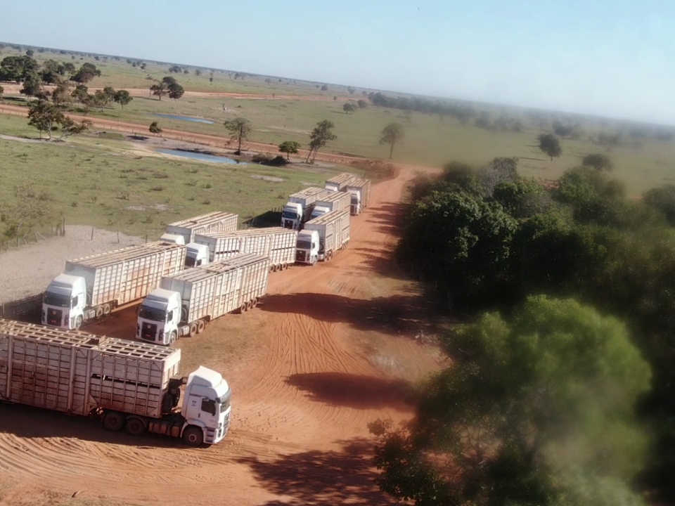 Com operação especial de logística, pecuarista economiza 50% no custo do frete