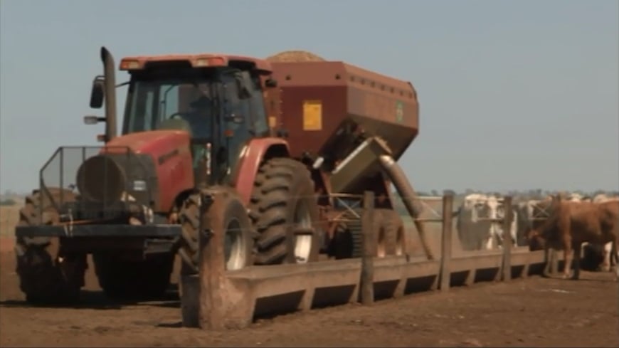 Fazenda de SP cria “linha de montagem do boi” combinando gestão e tecnologia