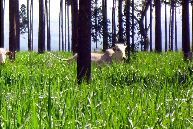 Bovino em área de integração de pasto com floresta. Foto: Divulgação