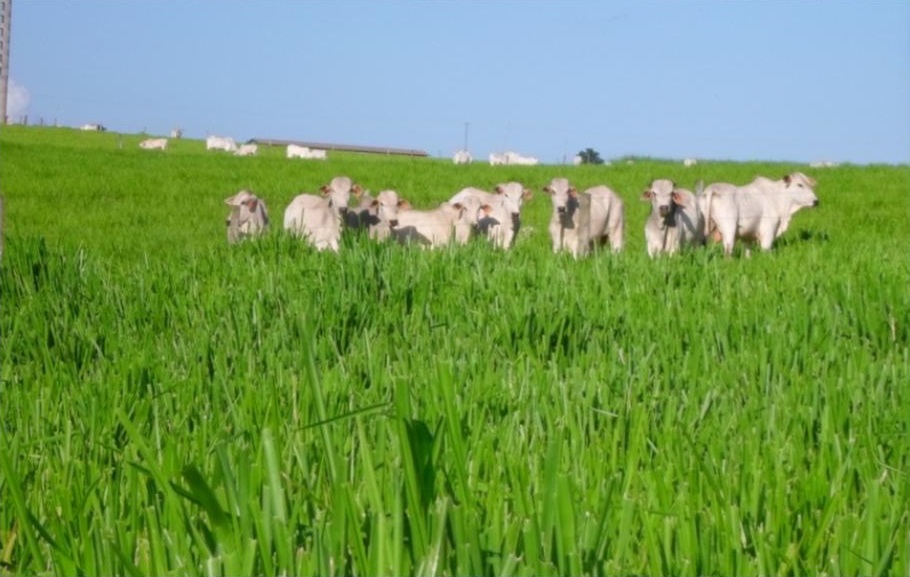 Como valorizar a minha fazenda?