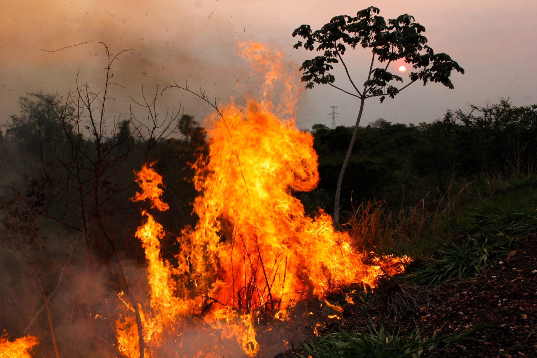 Fogo no pasto: saiba por que isso só acelera a degradação da área