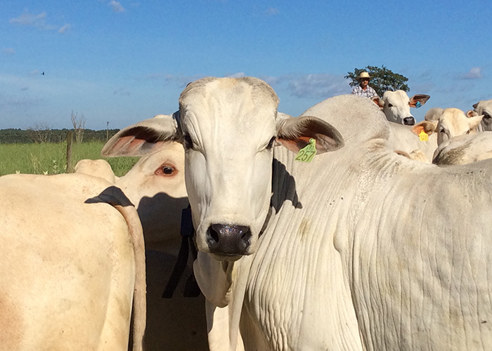 Genoma do Nelore aponta características para qualidade de carne