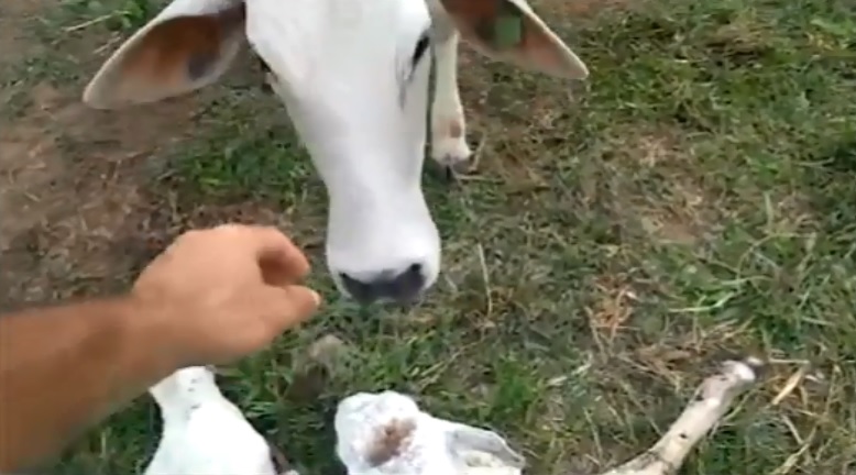 Mães de primeira viagem, novilhas Nelore chamam atenção por docilidade com manejo dos bezerros