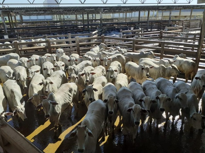 Etapa de Campo Grande-MS encerra Circuito Nelore de Qualidade 2019