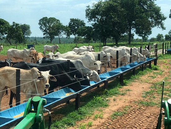 Fazenda do MT adapta sistema para aumentar o rebanho sem ampliar área