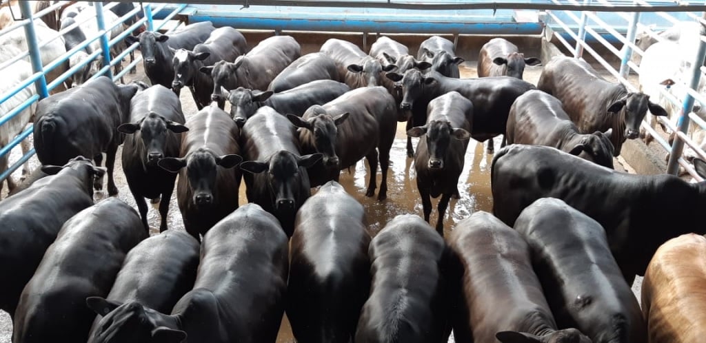 Prêmio de melhor lote de novembro vai para fazenda de SP