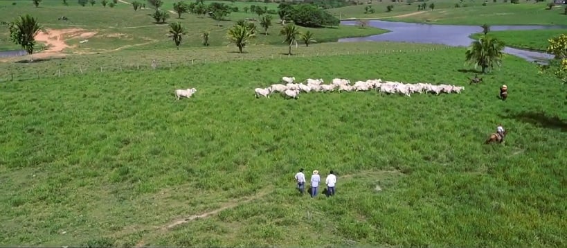 “O pasto produz, o capim cresce”, diz pecuarista sobre novo defensivo para plantas daninhas