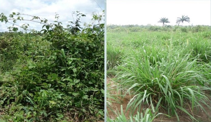 Agrônomo dá aula para pecuarista se livrar das plantas daninhas no pasto