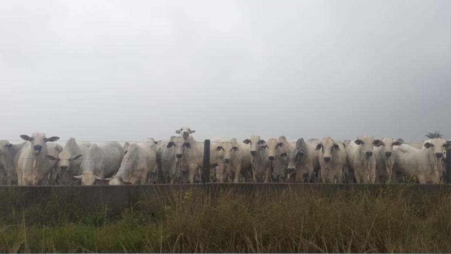 No Pará, pecuarista intensifica atividade para aproveitar poder genético do gado