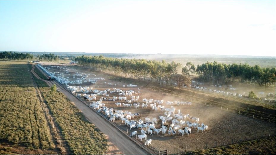 Casal de veterinária e zootecnista indica caminho para o sucesso da pecuária em família