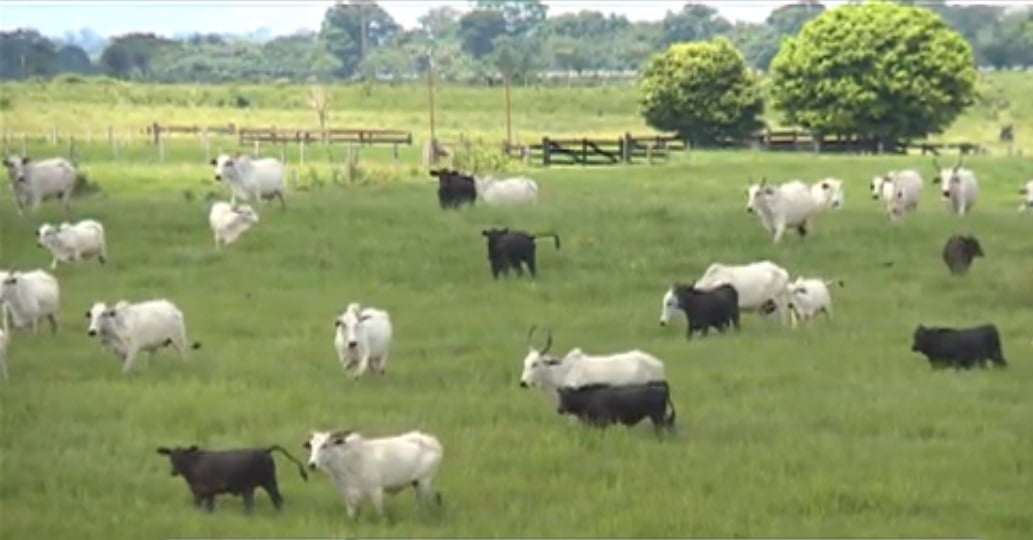 Deu match? Guia de acasalamentos indica melhores touros para sua fazenda