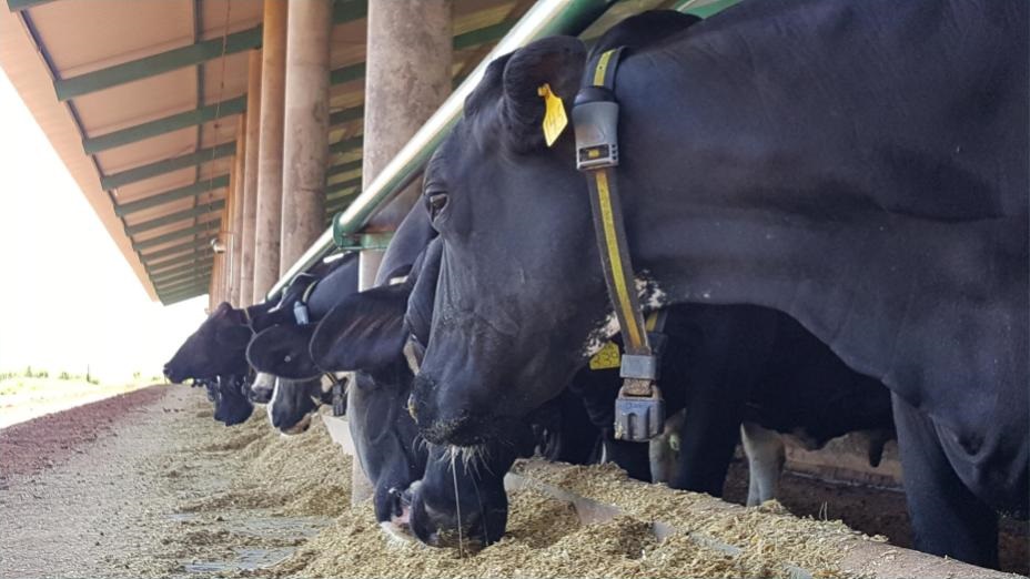 Já é possível monitorar a saúde das vacas pelo celular; saiba como