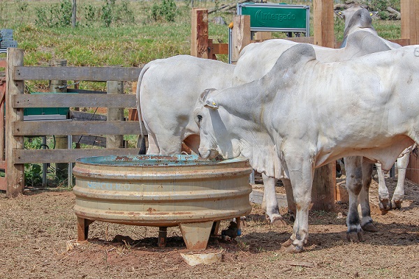 Qual é o primeiro passo para diminuir a pegada hídrica na produção de carne?