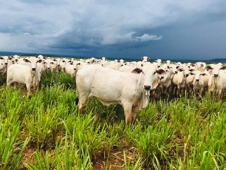 Qual é o grande desafio estrutural da pecuária nos próximos anos?