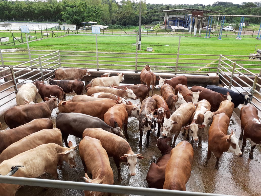 Pecuarista de RO terá oportunidade para agregar valor ao gado cruzado