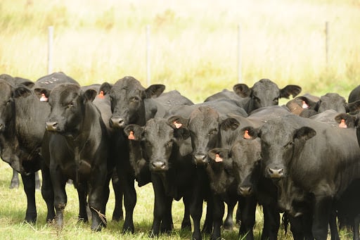 Brangus é uma boa opção para cruzar com vaca meio-sangue Angus e Nelore?