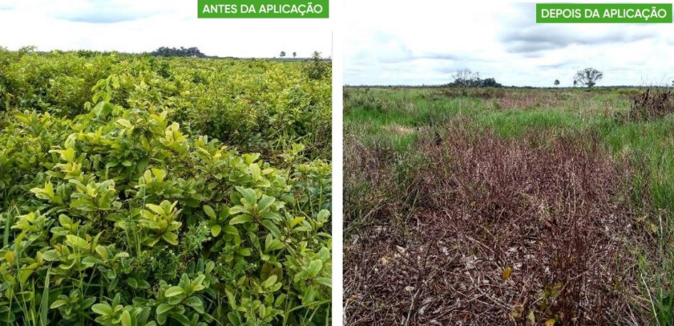 Por que a época das águas é a ideal para controlar as plantas daninhas?