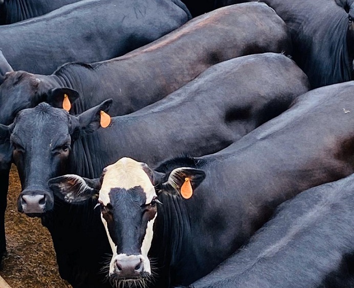 Giro do Dia: importância do manejo pré-abate para a qualidade da carne