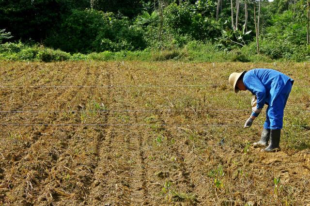 Você não sabia, mas seus bisavós já praticavam a agricultura de precisão