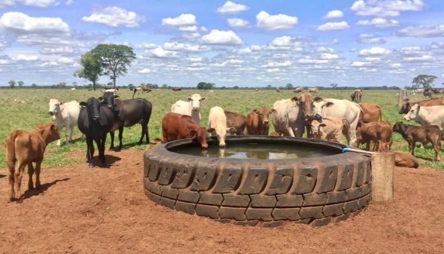 Bebedouro de pneu é seguro para o boi?