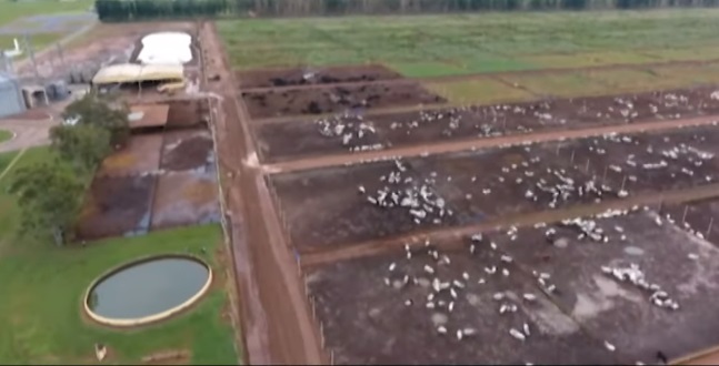 Pecuarista conta como boitel ajudou a intensificar a produção em sua fazenda