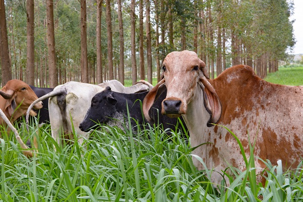 O que usar e o que evitar na alimentação do gado de leite?