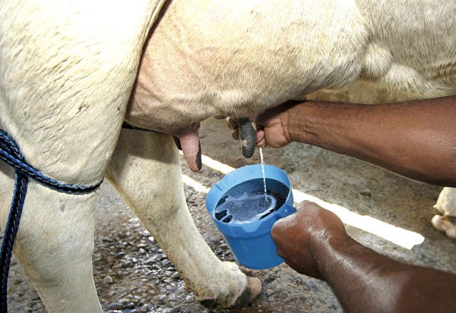 Avaliação dos tetos de vaca para identificação de mastite. Foto: Divulgação