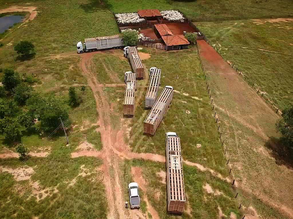 Transportadora cria serviço para pecuarista economizar com o frete do gado magro