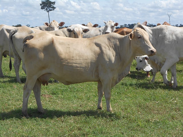 Como aproveitar o melhor das vacas ½ sangue Caracu no clima quente?