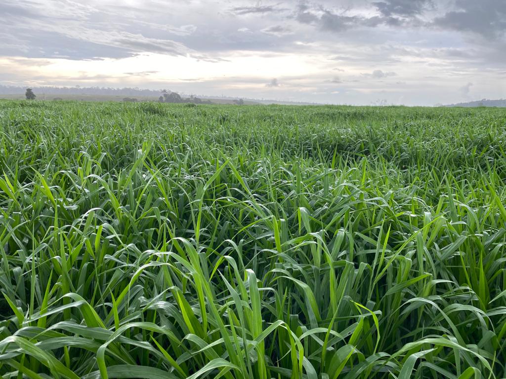 Área de pasto bem manejada. Foto: Divulgação