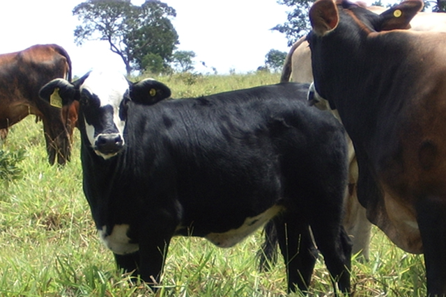 É uma boa opção cruzar touro Braford com vacas Angus x Nelore?