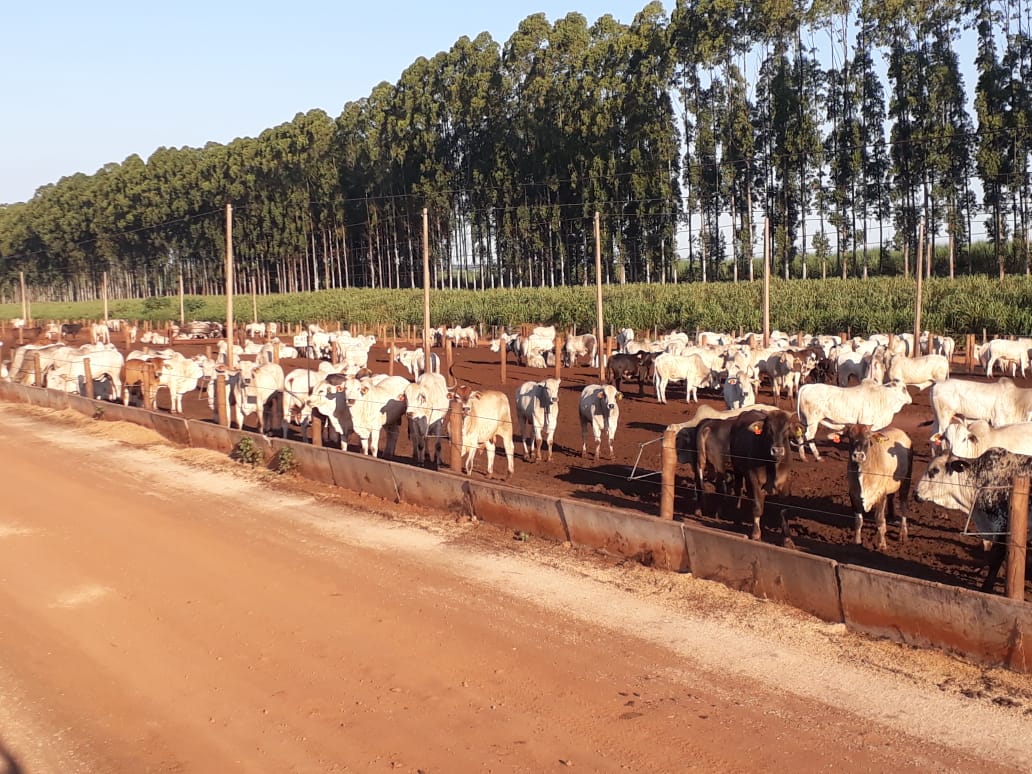 Tenho fazenda no RJ e quero engordar gado no boitel em SP. É possível?