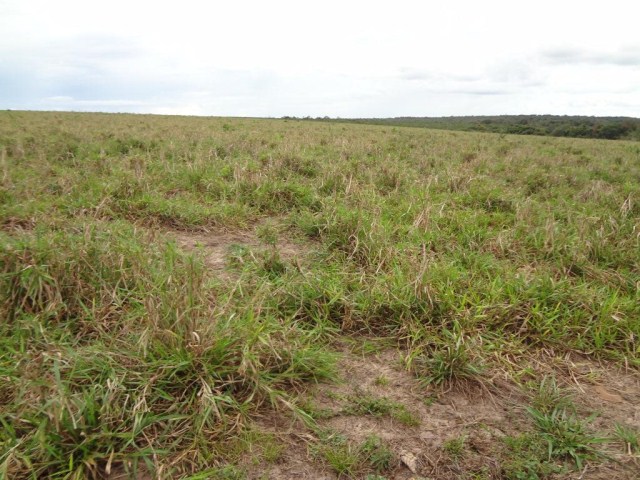 Brasil tem ao menos mais uma fronteira agrícola a ser descoberta