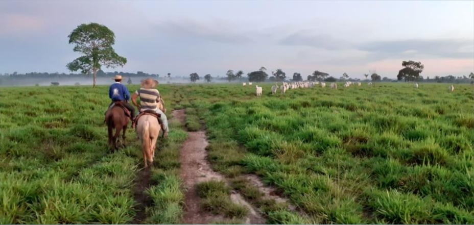 Vídeo mostra como é um dia de embarque de gado gordo na fazenda