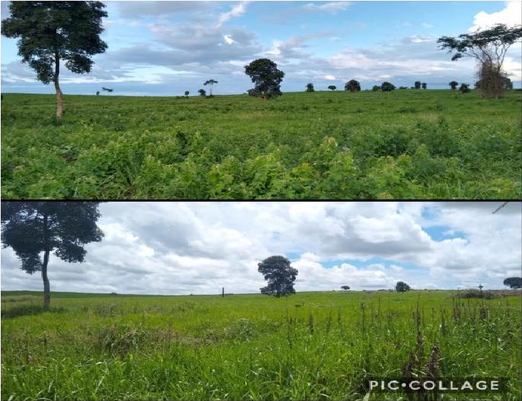 Conheça as principais plantas daninhas do Nordeste e como controlá-las