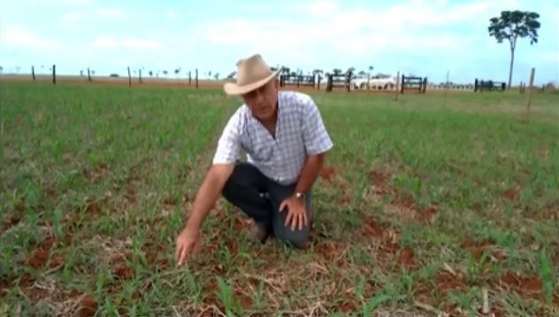 “É o caminho para a gente produzir mais e melhor”, diz agrônomo sobre a ILP