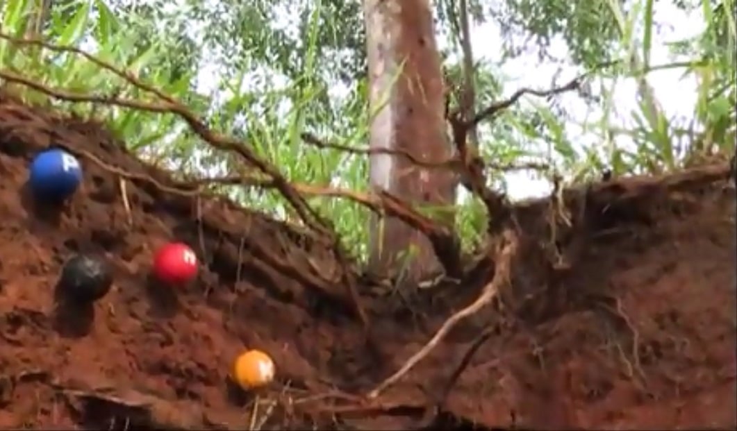 Fertilidade do solo 'sai do buraco' com ajuda da integração