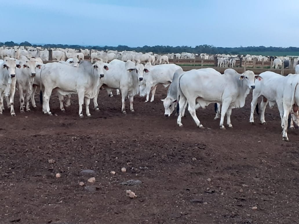 Confinamento do boi das águas rendeu margem de 40% ao pecuarista do MT