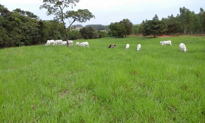 Devo aplicar herbicida quando a planta daninha está brotando no pasto?