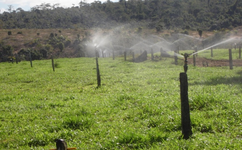 pasto irrigado rotacionado