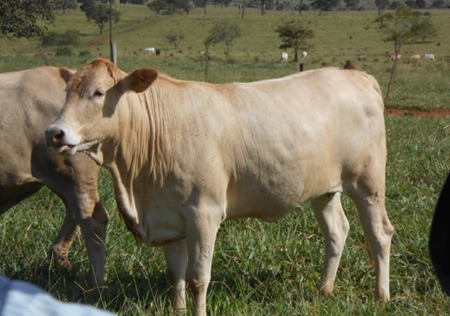 Estou acertando quando cruzo minhas vacas Charolês com Nelore?