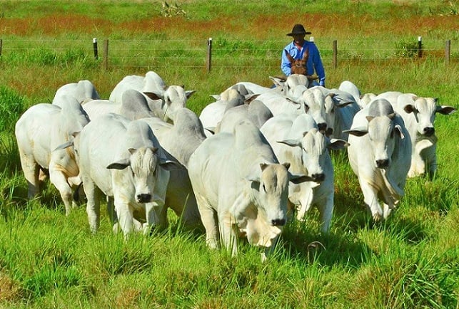 Depois de comprar 1º embrião em 2002, fazenda vira exemplo na seleção do Nelore