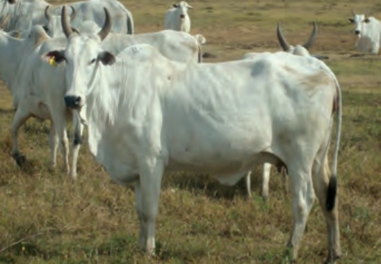 Qual a melhor raça para dar choque de sangue em Nelore no Pará?