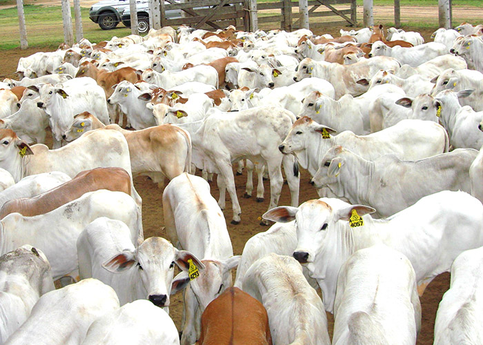 Bezerro do “cedo”: por que ele é mais pesado e eleva a taxa de prenhez da fazenda?