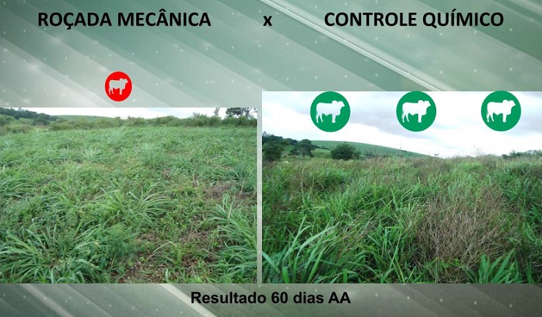 Especialista compara uso de roçadas com controle químico de plantas daninhas